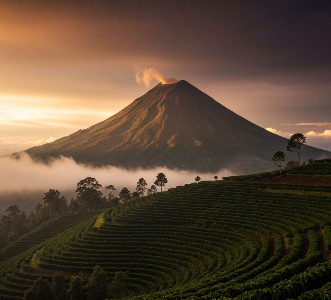 Volcano at golden hour with coffee terraces